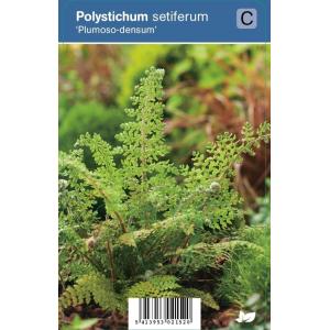 Naaldvaren (polystichum setiferum "Plumoso Densum") schaduwplant