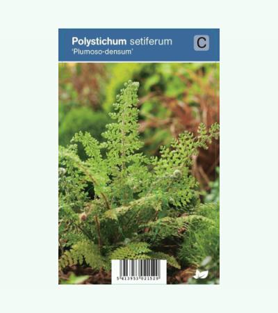 Naaldvaren (polystichum setiferum "Plumoso Densum") schaduwplant