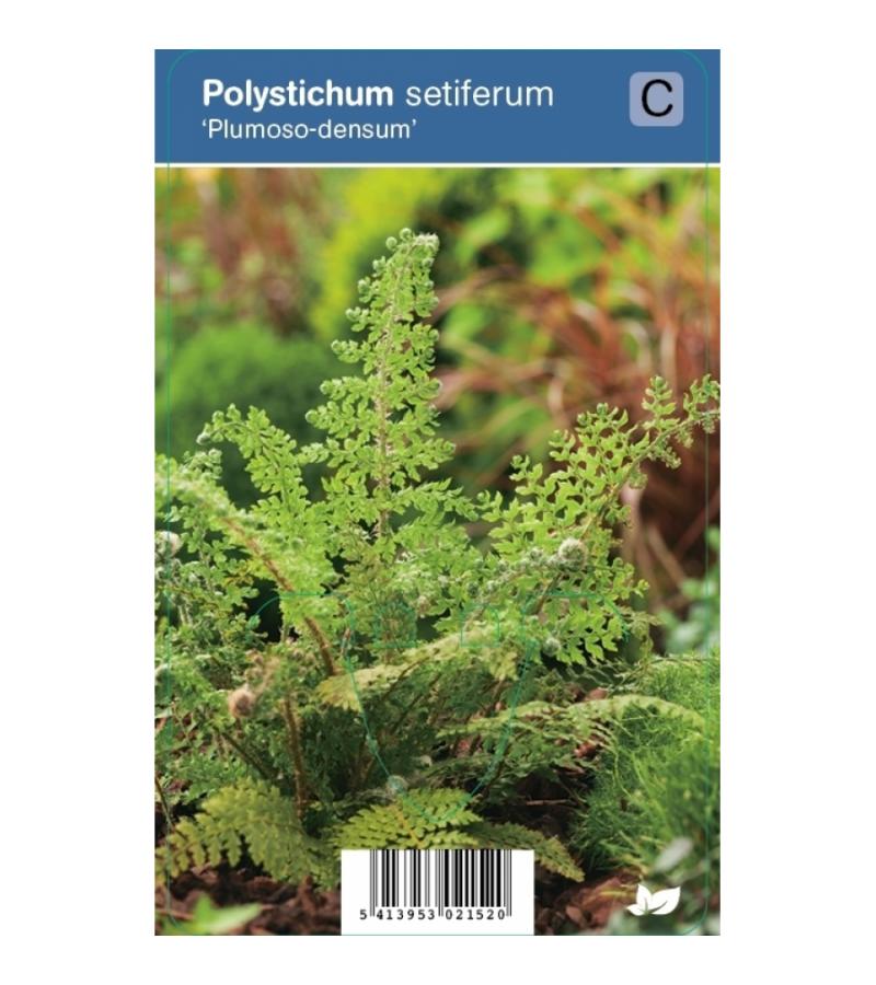Naaldvaren (polystichum setiferum "Plumoso Densum") schaduwplant