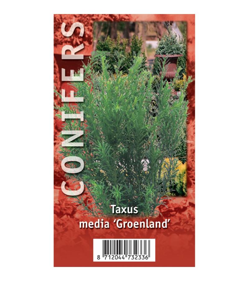 Taxus (Taxus media "Groenland") conifeer