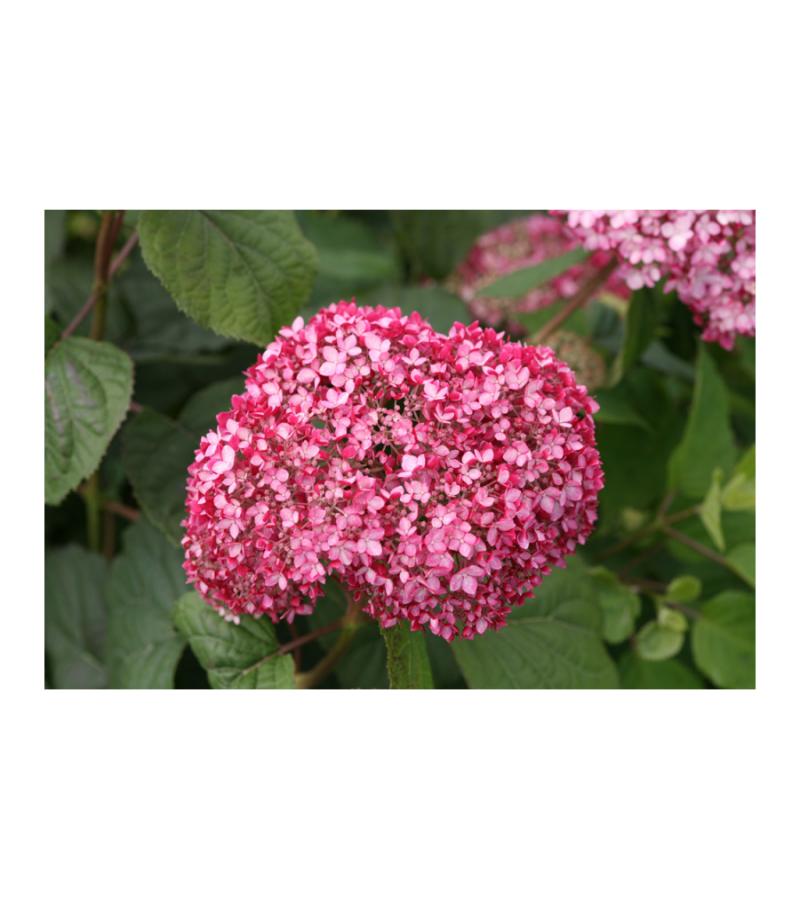 Hydrangea Arborescens "Pink Annabelle"® sneeuwbalhortensia