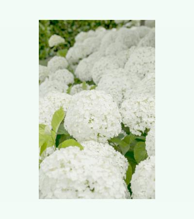 Hydrangea Arborescens "Strong Annabelle"® sneeuwbalhortensia