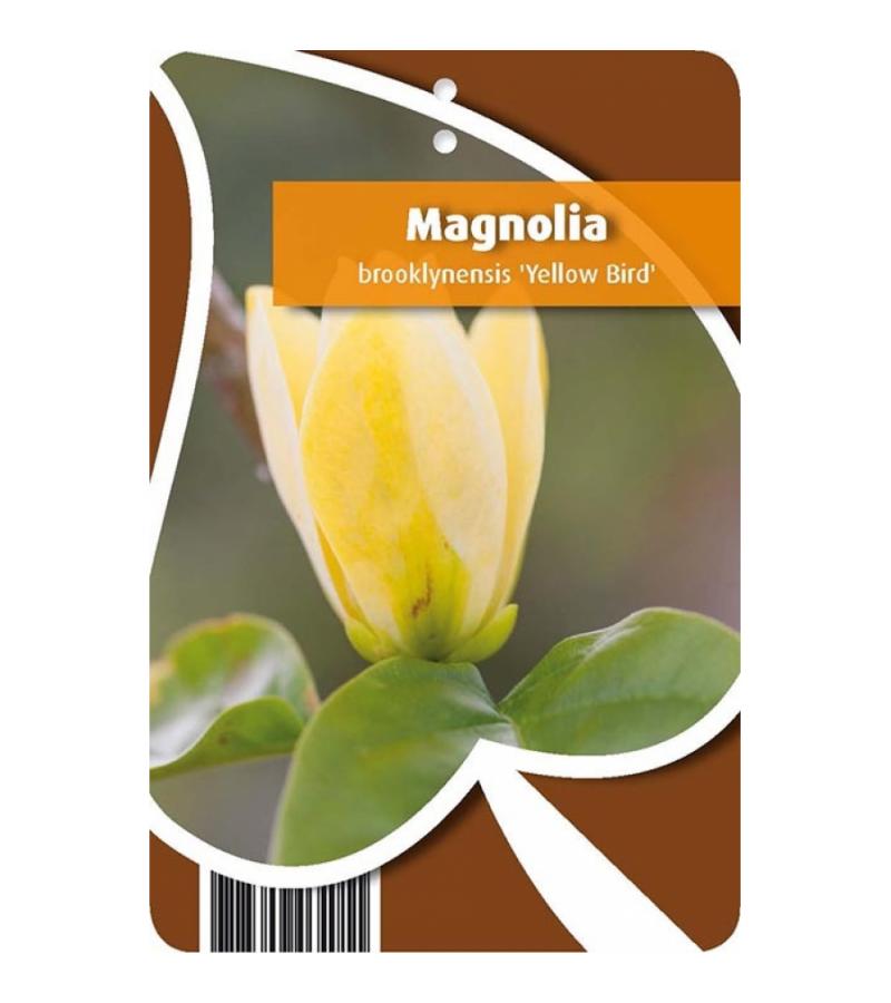 Magnolia struik Brooklynensis Yellow Bird