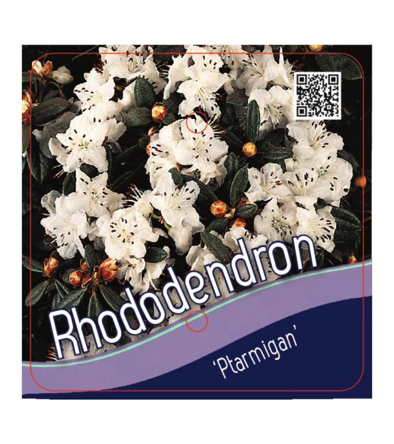 Dwerg rododendron (Rhododendron "Ptarmigan") heester