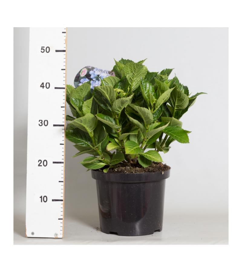 Hydrangea Macrophylla "Teller Blauw" schermhortensia