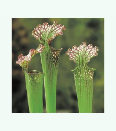 Amerikaanse bekerplant (Sarracenia farnhamii) moerasplant (6-stuks)