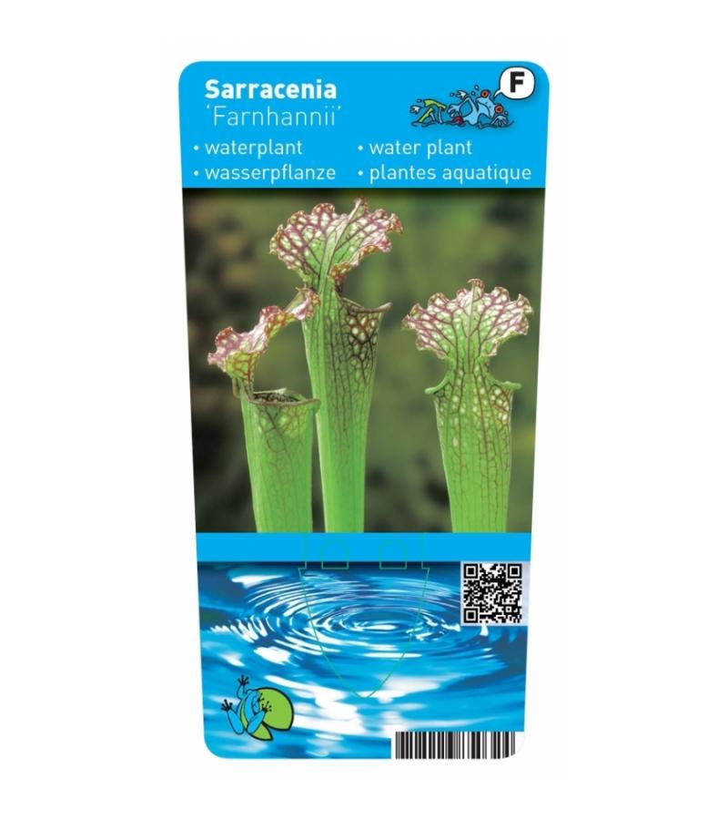 Amerikaanse bekerplant (Sarracenia farnhamii) moerasplant (6-stuks)