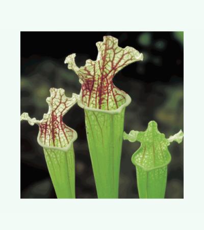 Witte trompetbekerplant (Sarracenia leucophylla) moerasplant (6-stuks)