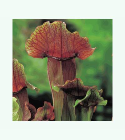 Oranjebruine trompetbekerplant (Sarracenia “Maroon”) moerasplant (6-stuks)