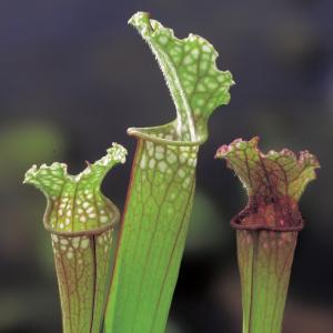 Afbeelding Trompetbekerplant (Sarracenia “Stevensii”) moerasplant - 6 stuks door Tuinexpress.nl