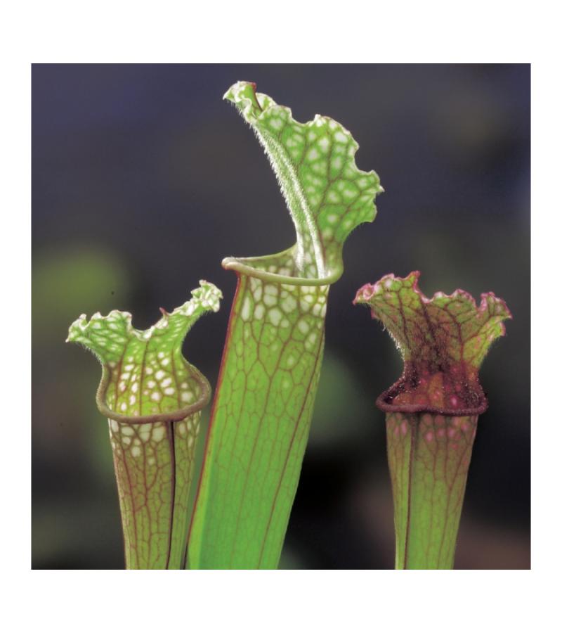 Trompetbekerplant (Sarracenia “Stevensii”) moerasplant