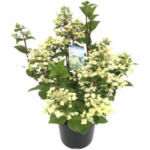 Dagaanbieding - Hydrangea Paniculata 