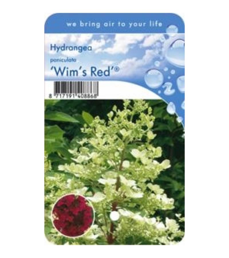 Hydrangea Paniculata "Wim's Red"® pluimhortensia