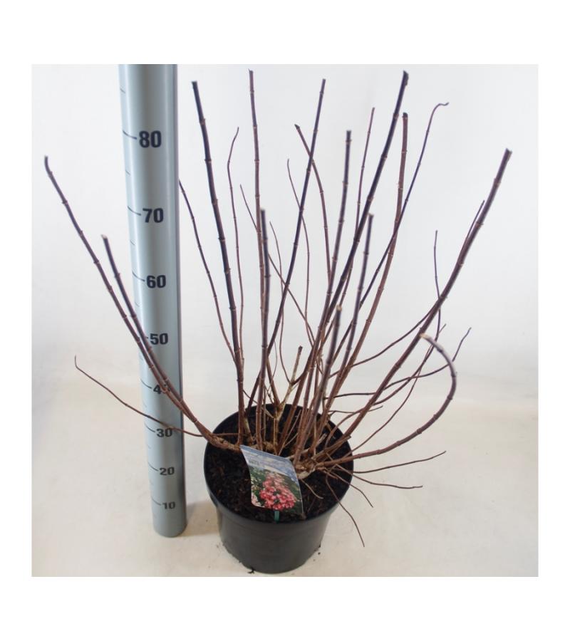 Hydrangea Paniculata "Mega Mindy"® pluimhortensia