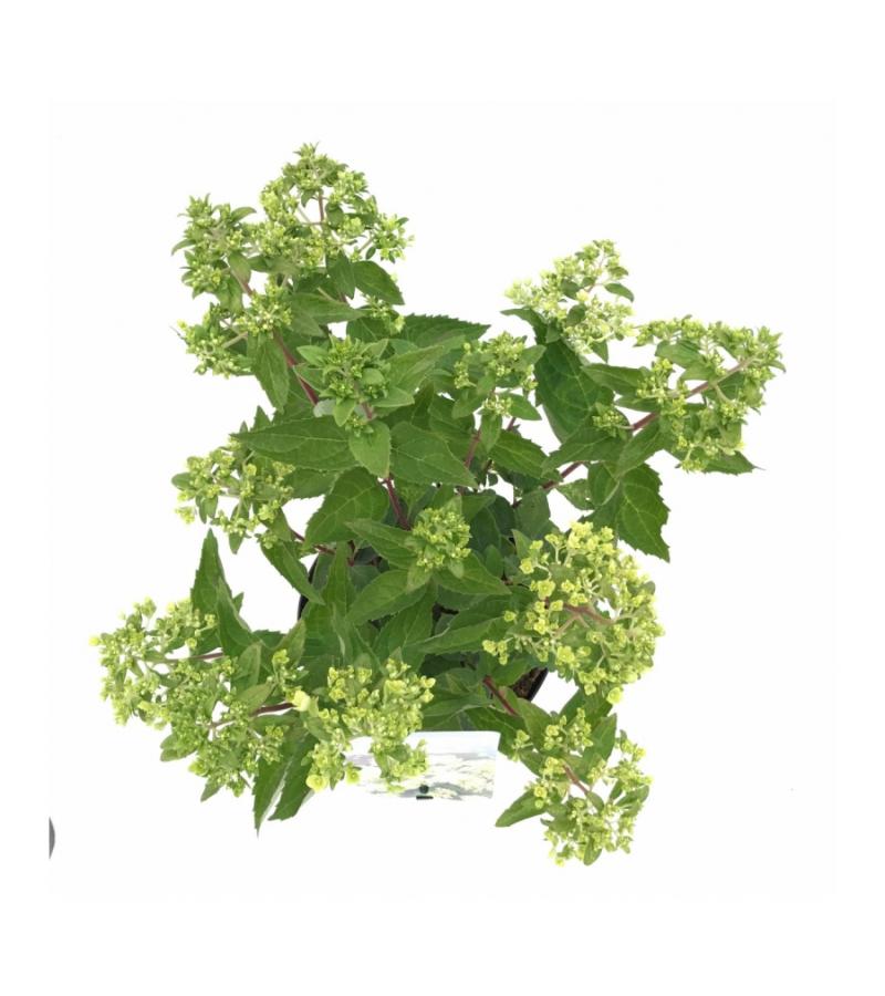 Hydrangea Paniculata "Bombshell"® pluimhortensia