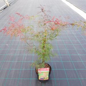 Japanse esdoorn (Acer palmatum Firecracker) heester 3 stuks