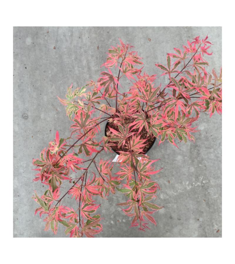 Japanse esdoorn (Acer palmatum "Shirazz") heester