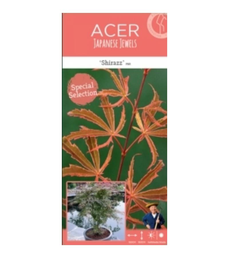 Japanse esdoorn (Acer palmatum "Shirazz") heester