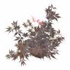 Japanse esdoorn (Acer palmatum "Black Lace") heester