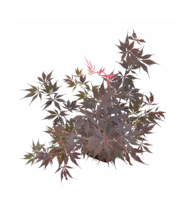 Japanse esdoorn (Acer palmatum "Black Lace") heester