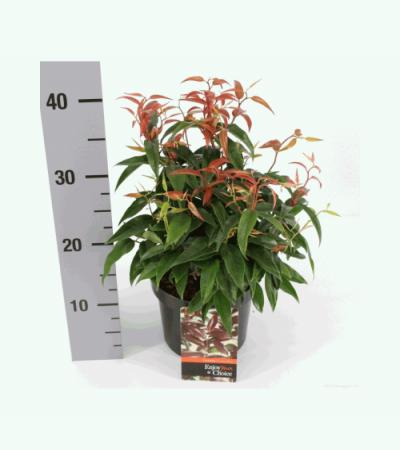 Druifheide (Leucothoe “Carinella”) heester