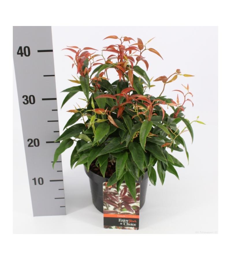 Druifheide (Leucothoe “Carinella”) heester