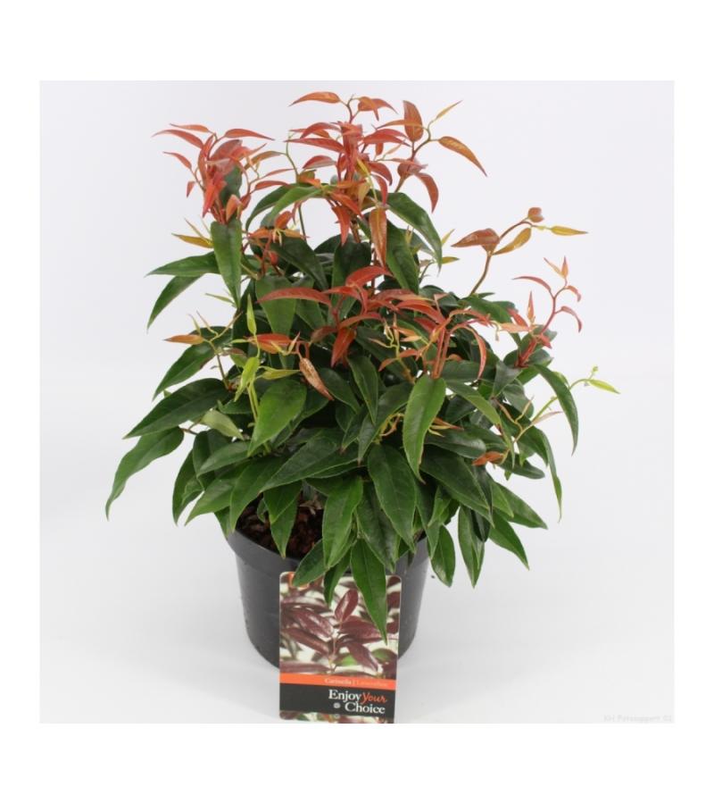 Druifheide (Leucothoe “Carinella”) heester