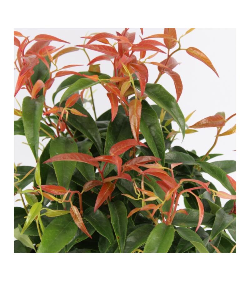 Druifheide (Leucothoe “Carinella”) heester