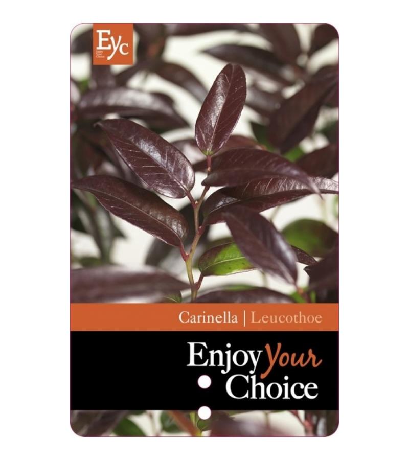 Druifheide (Leucothoe “Carinella”) heester