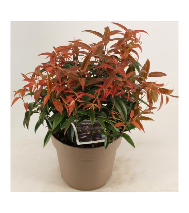 Druifheide (Leucothoe “Carinella”) heester