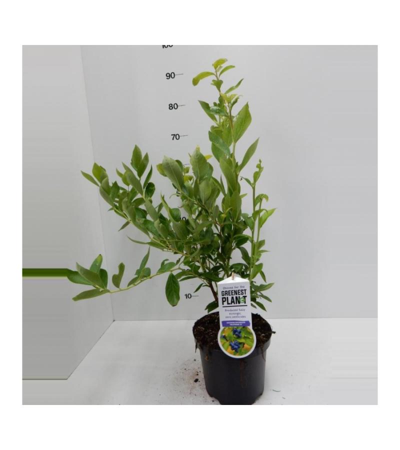 Bosbes (vaccinium corymbosum "Goldtraube") fruitplanten