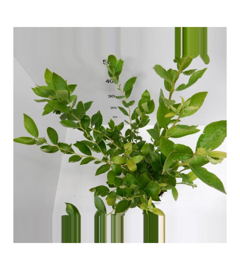 Bosbes (vaccinium corymbosum "Goldtraube") fruitplanten