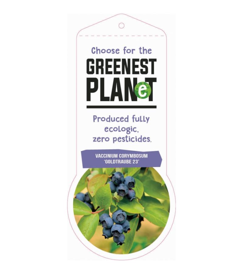 Bosbes (vaccinium corymbosum "Goldtraube") fruitplanten