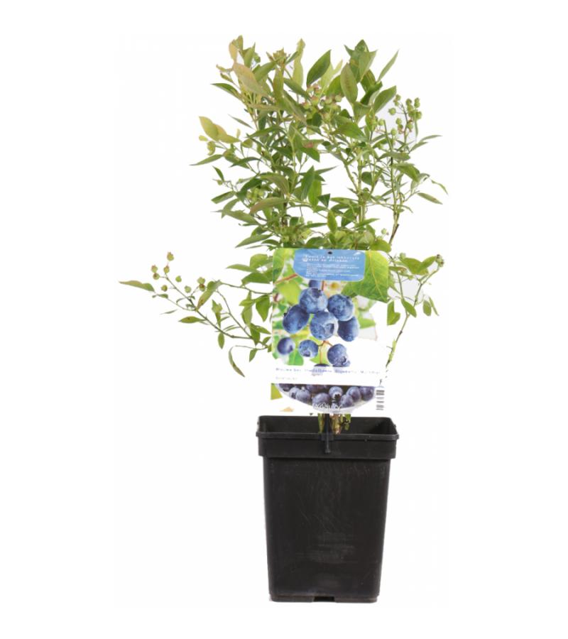 Bosbes (vaccinium corymbosum "Goldtraube") fruitplanten