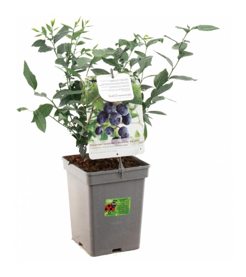 Bosbes (vaccinium corymbosum "Goldtraube") fruitplanten