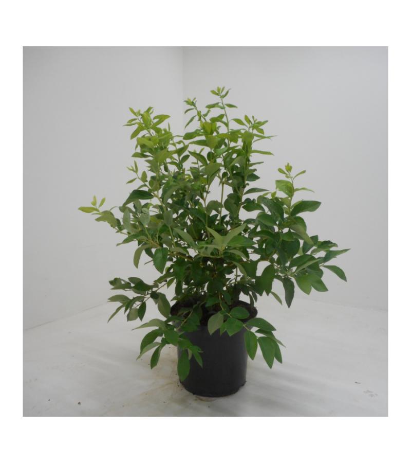 Bosbes (vaccinium corymbosum "Goldtraube") fruitplanten