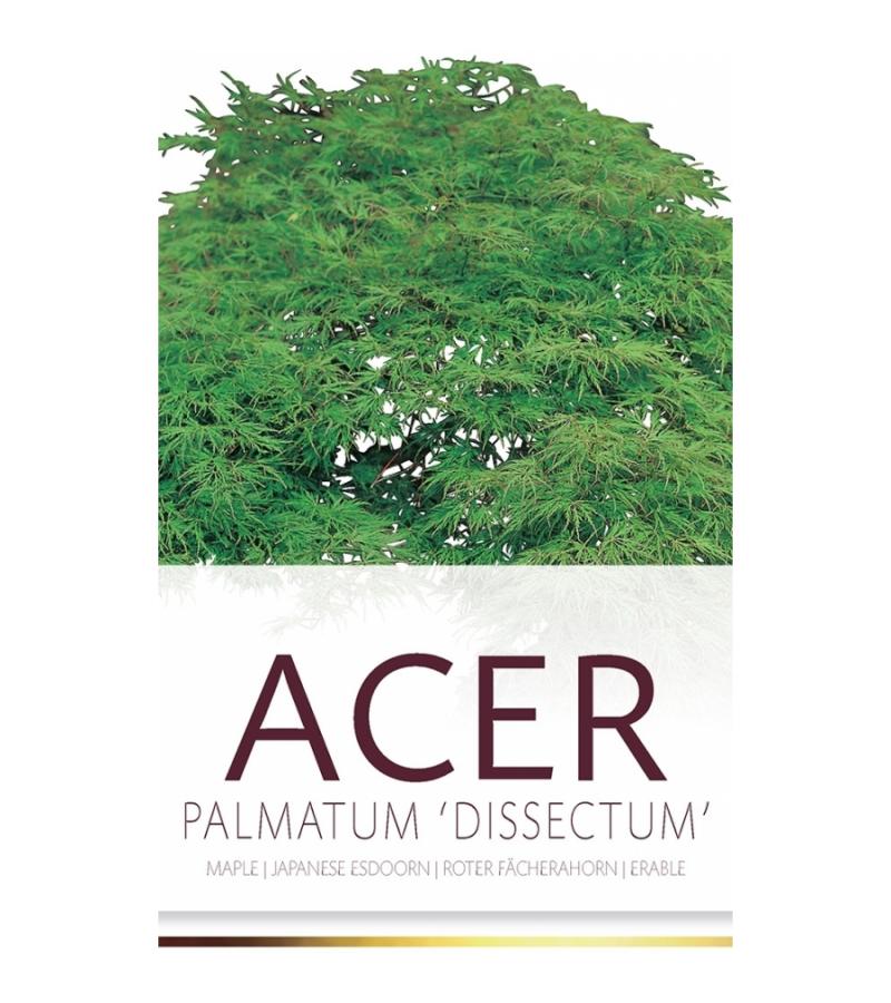 Japanse esdoorn (Acer palmatum "Dissectum") heester