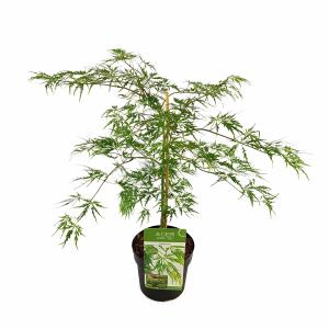 Japanse esdoorn (Acer palmatum "Dissectum") heester - 40-50 cm - 1 stuks