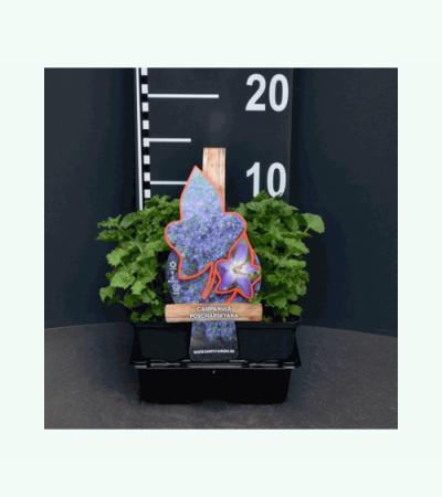 Klokjesbloem (campanula poscharskyana) bodembedekker