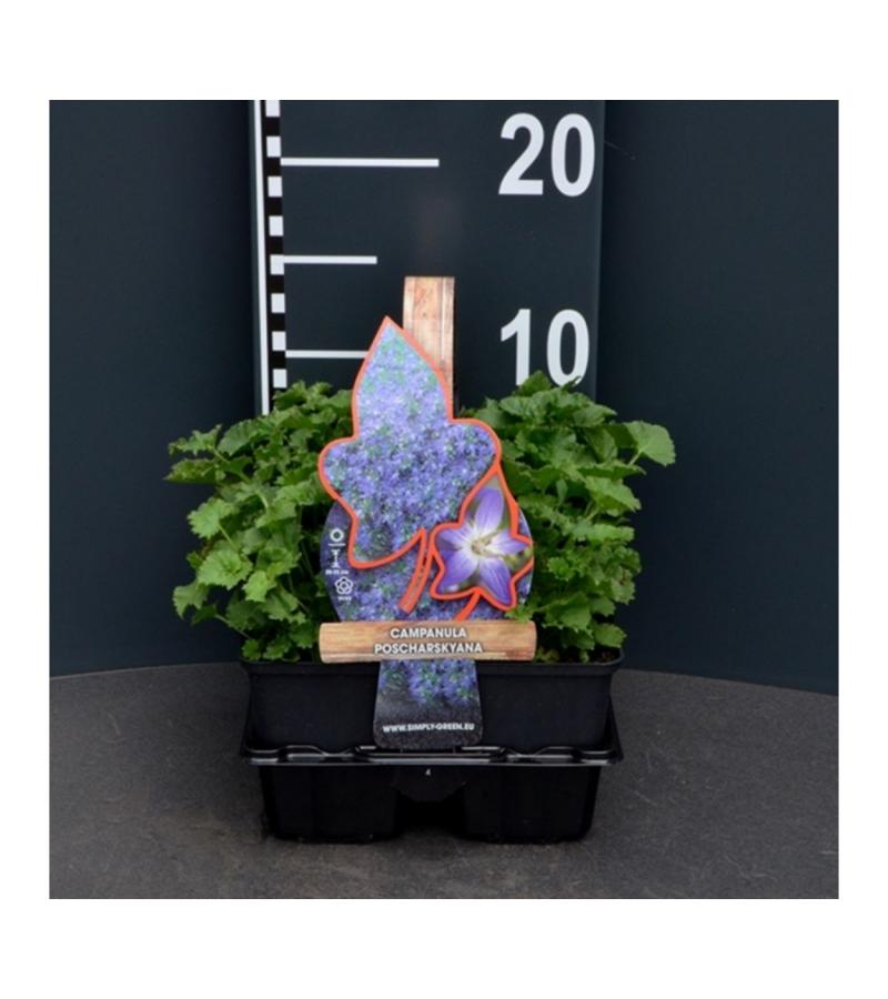 Klokjesbloem (campanula poscharskyana) bodembedekker