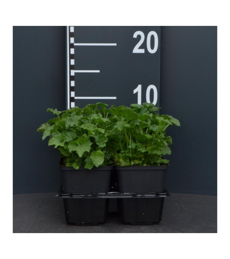 Klokjesbloem (campanula poscharskyana) bodembedekker