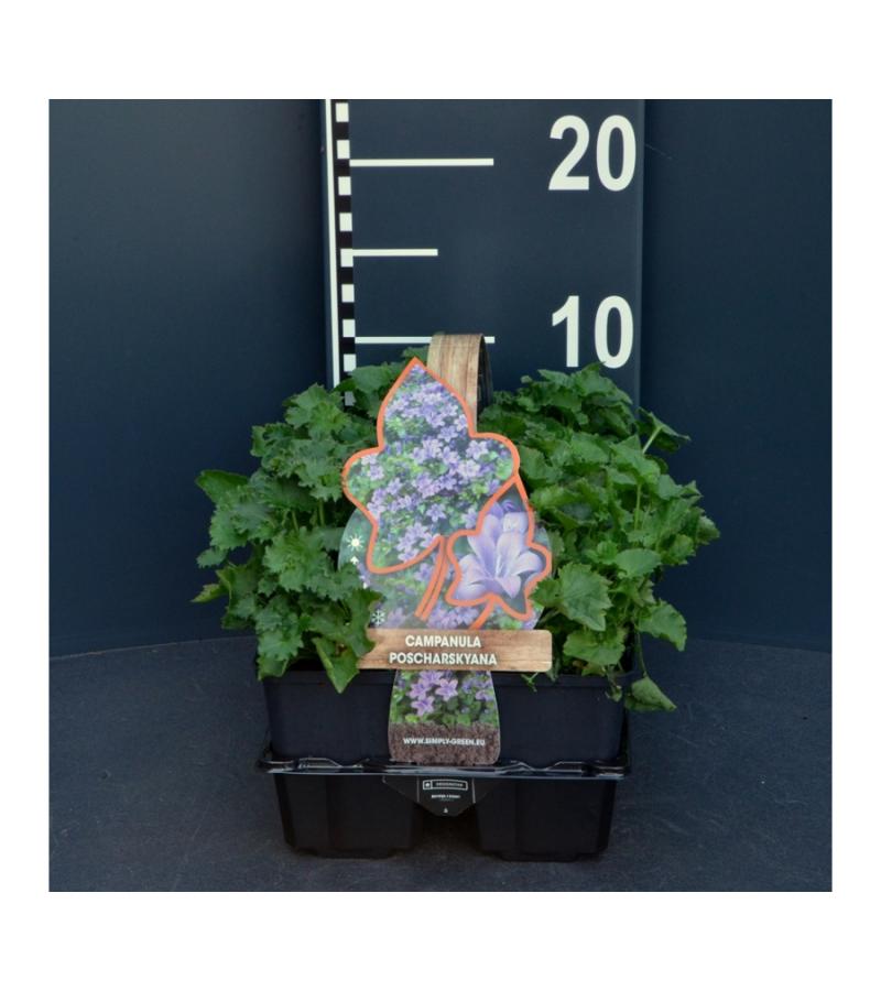 Klokjesbloem (campanula poscharskyana) bodembedekker