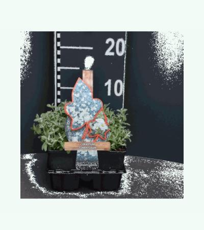 Hoornbloem (cerastium tomentosum) bodembedekker
