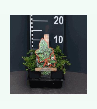 Dwergmispel (cotoneaster "Queen of Carpet") bodembedekker