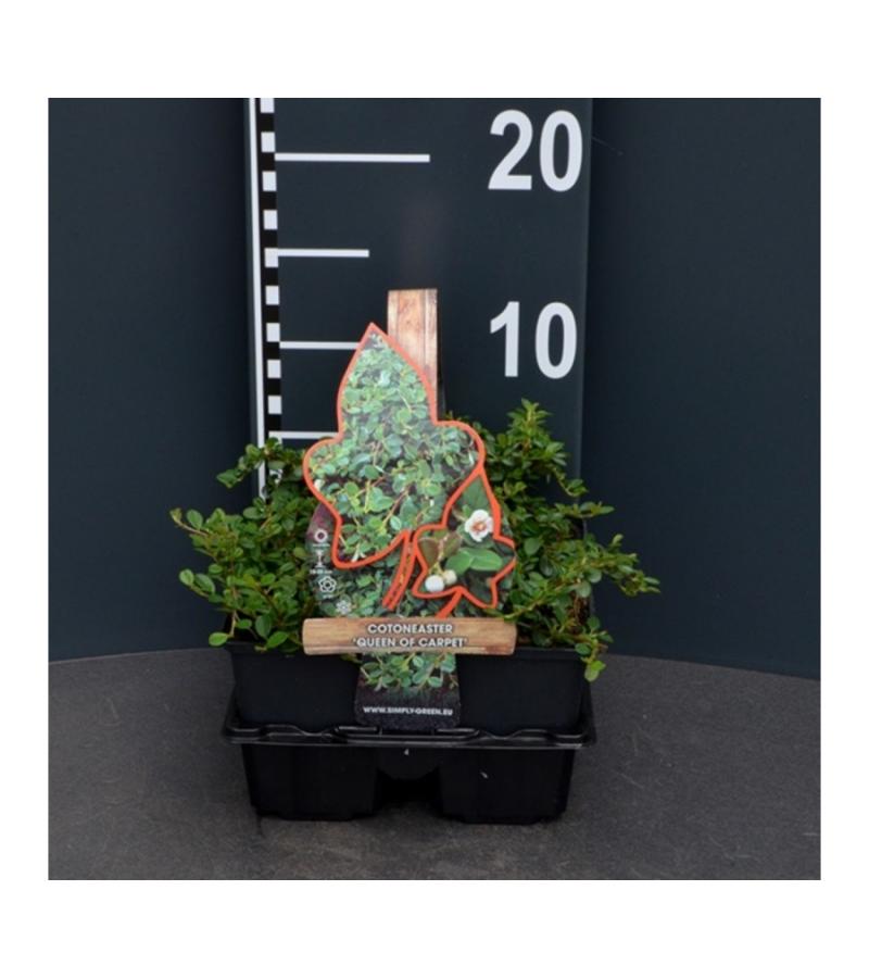 Dwergmispel (cotoneaster "Queen of Carpet") bodembedekker