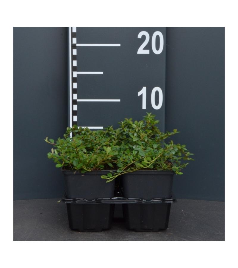 Dwergmispel (cotoneaster "Queen of Carpet") bodembedekker