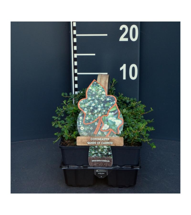 Dwergmispel (cotoneaster "Queen of Carpet") bodembedekker
