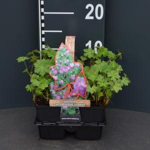 Ooievaarsbek (geranium cantabrigiense Karmina) bodembedekker - 4-pack - 1 stuks