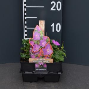 Ooievaarsbek (geranium sanguineum Max Frei) bodembedekker - 4-pack - 1 stuks