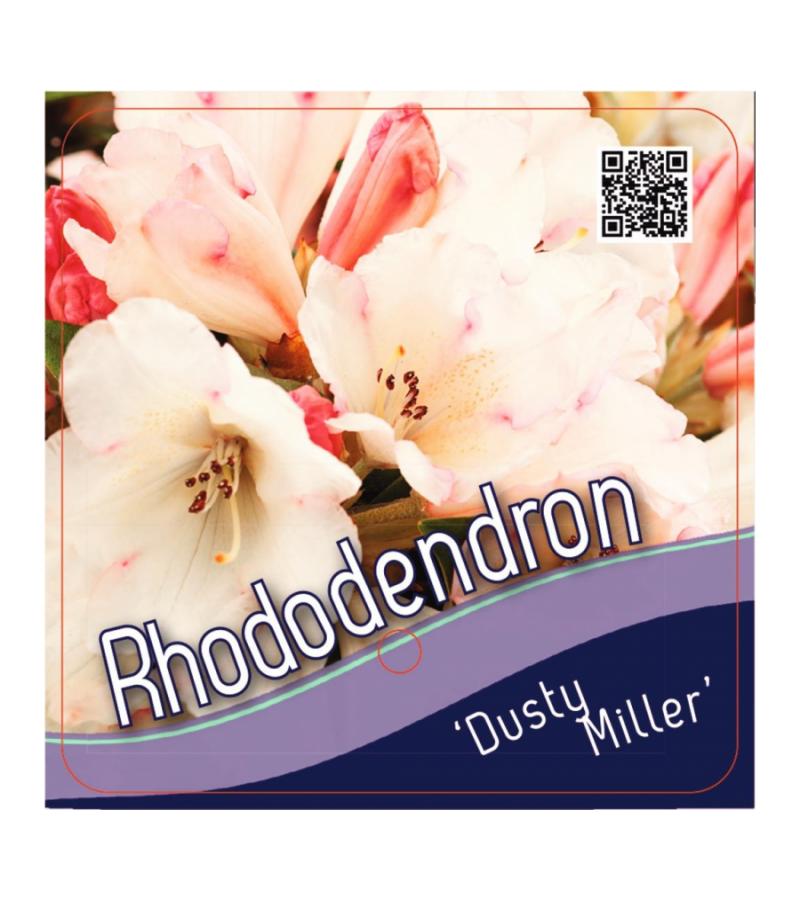 Rododendron (Rhododendron yakushimanum "Dusty Miller") heester